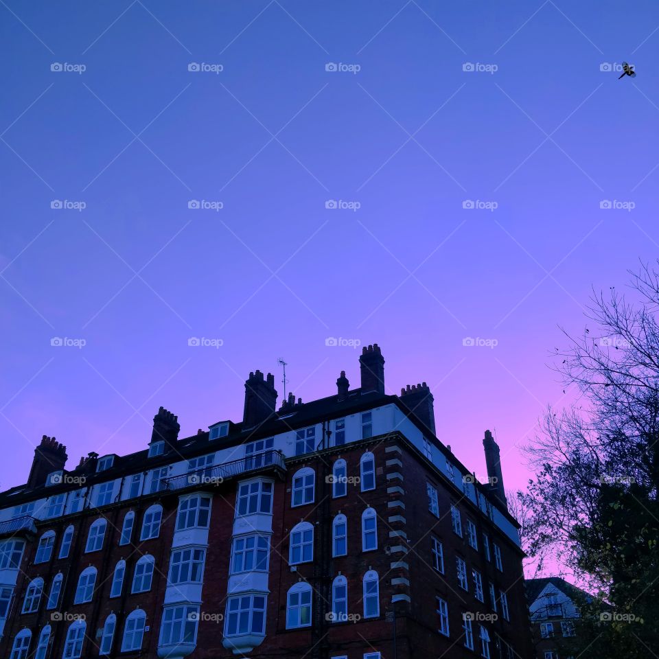 Sunset in Leeds with Bird Overhead