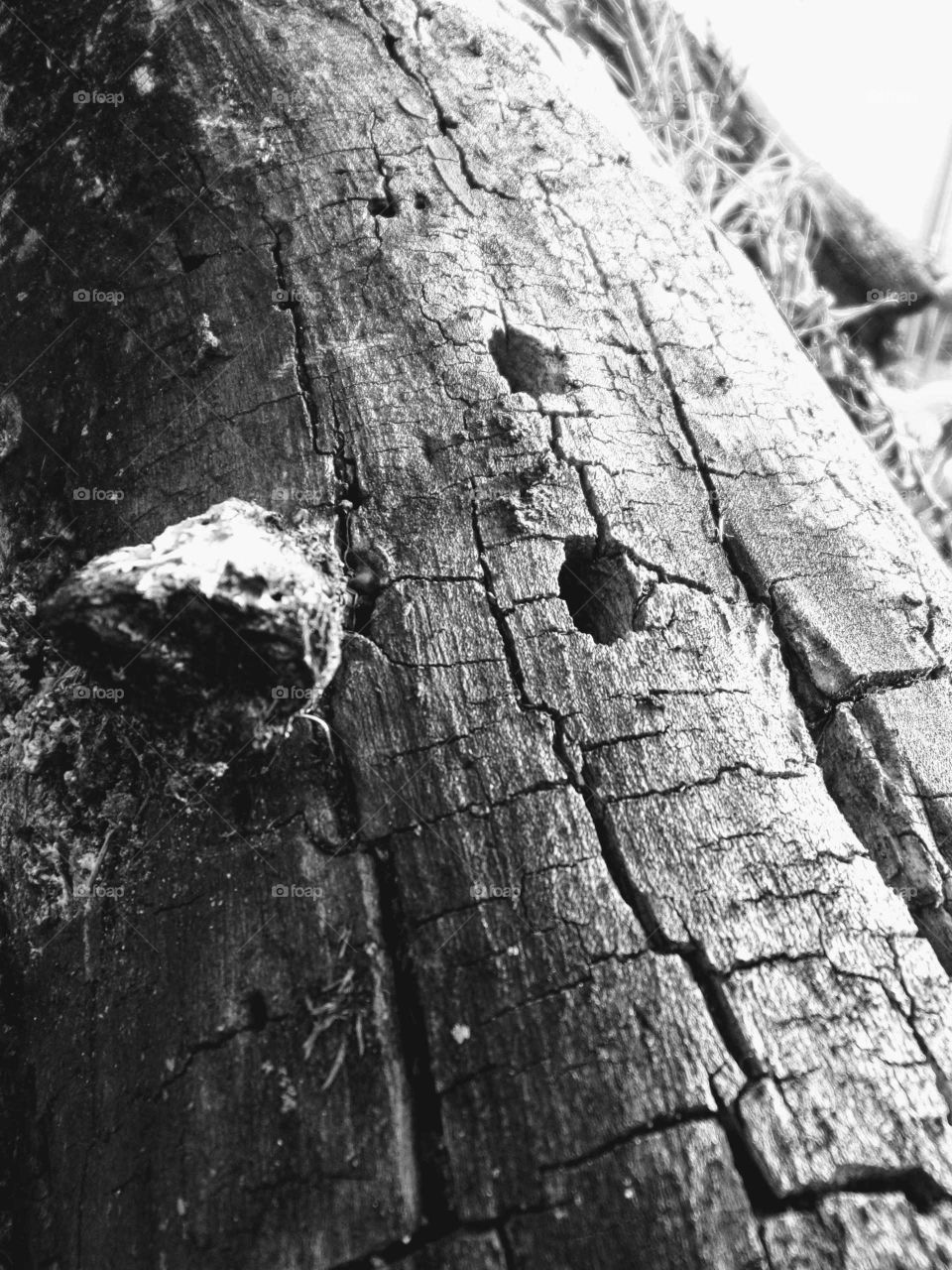 Termite infested log