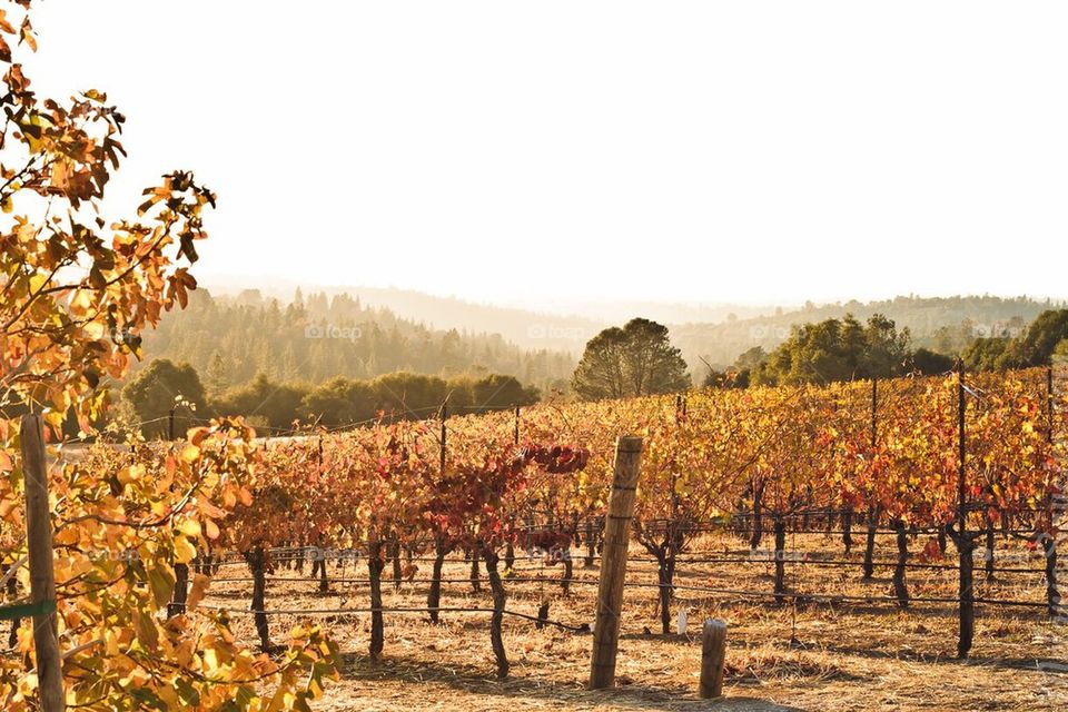 Vineyards in Fall