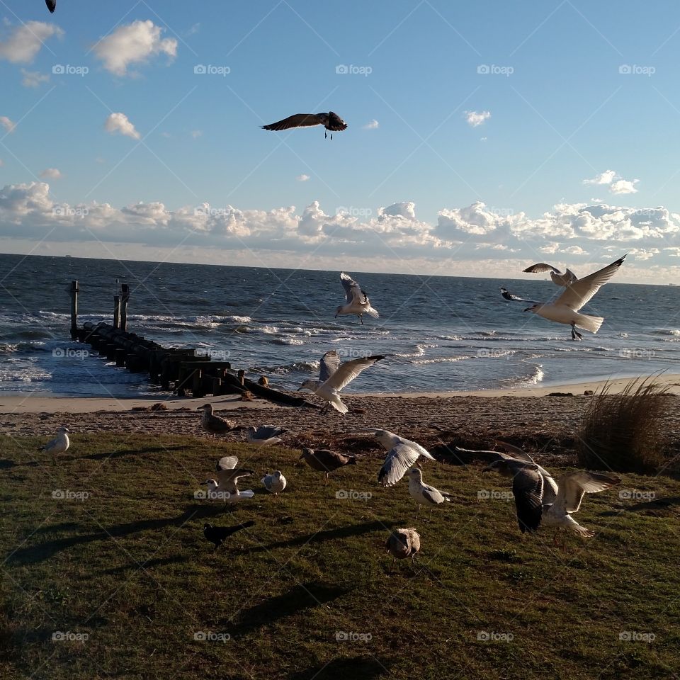 seagulls at play on a cool day