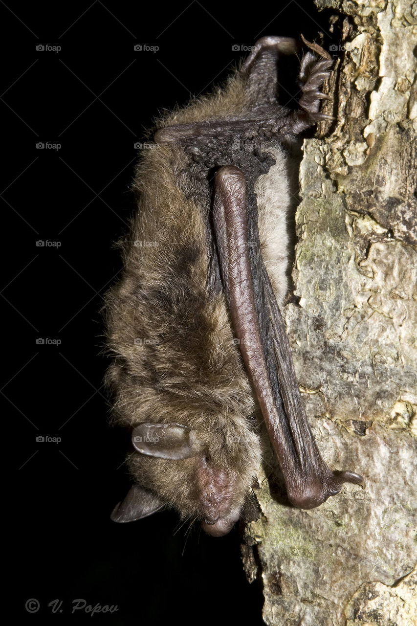 Daubenton's bat