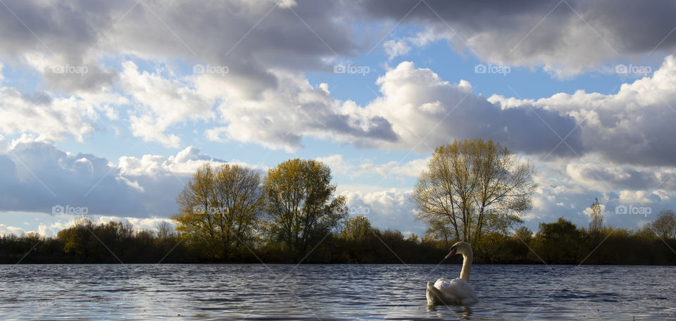 Swan on St. Chad's Water, Church wilne.