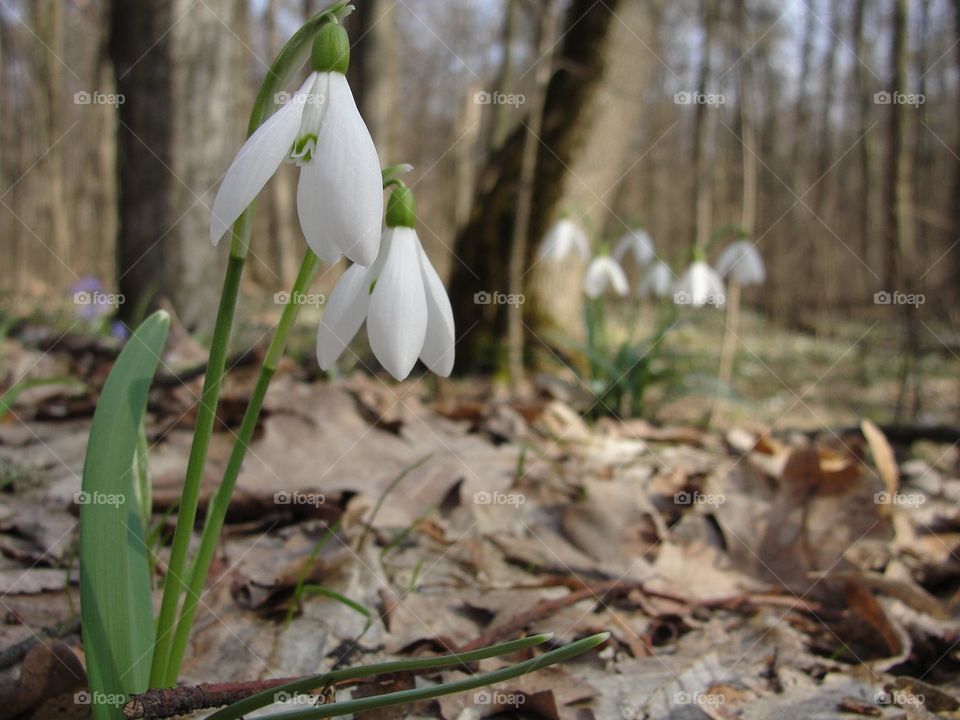 The first flowers in the spring forest