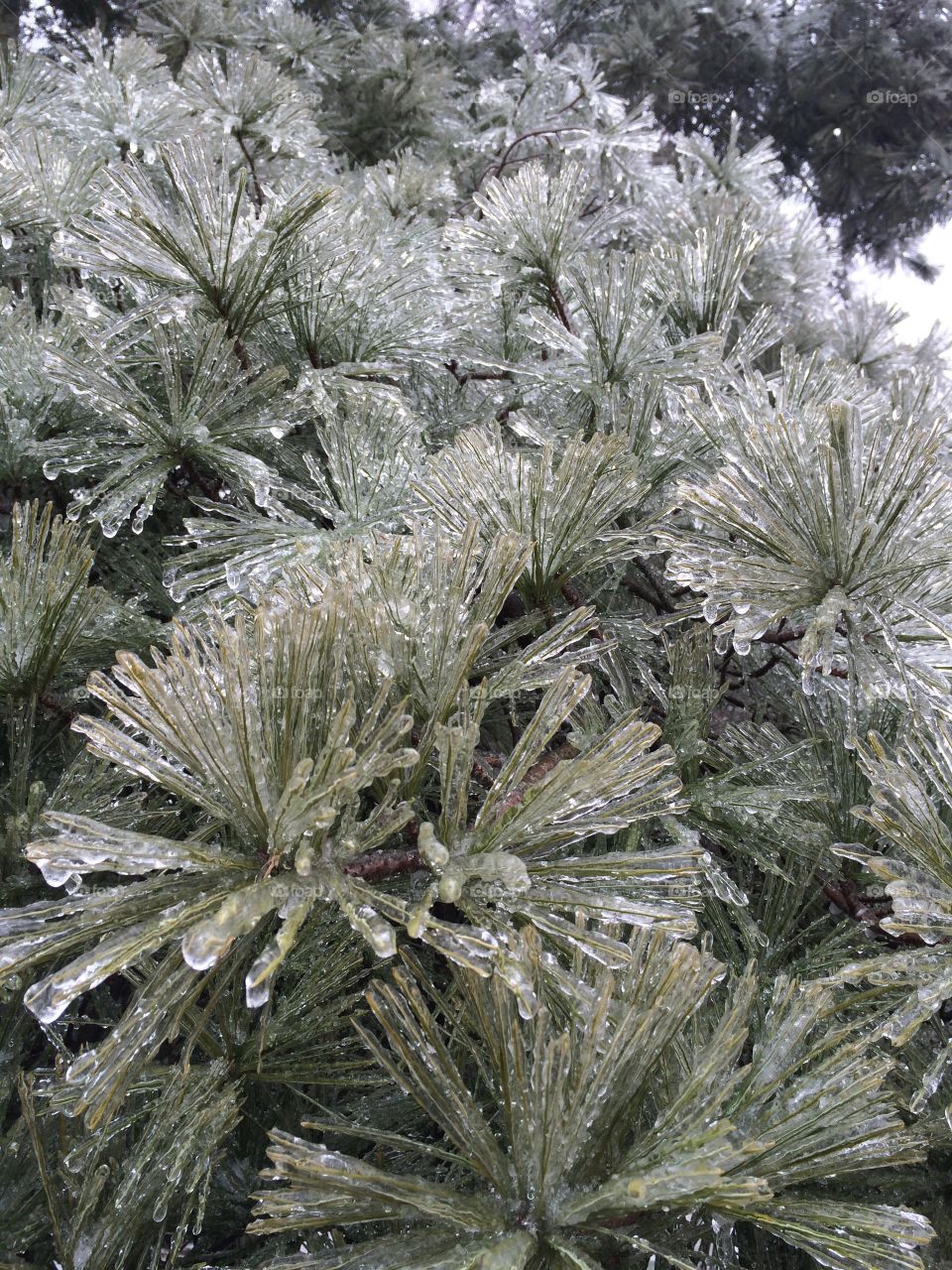 frozen pine tree