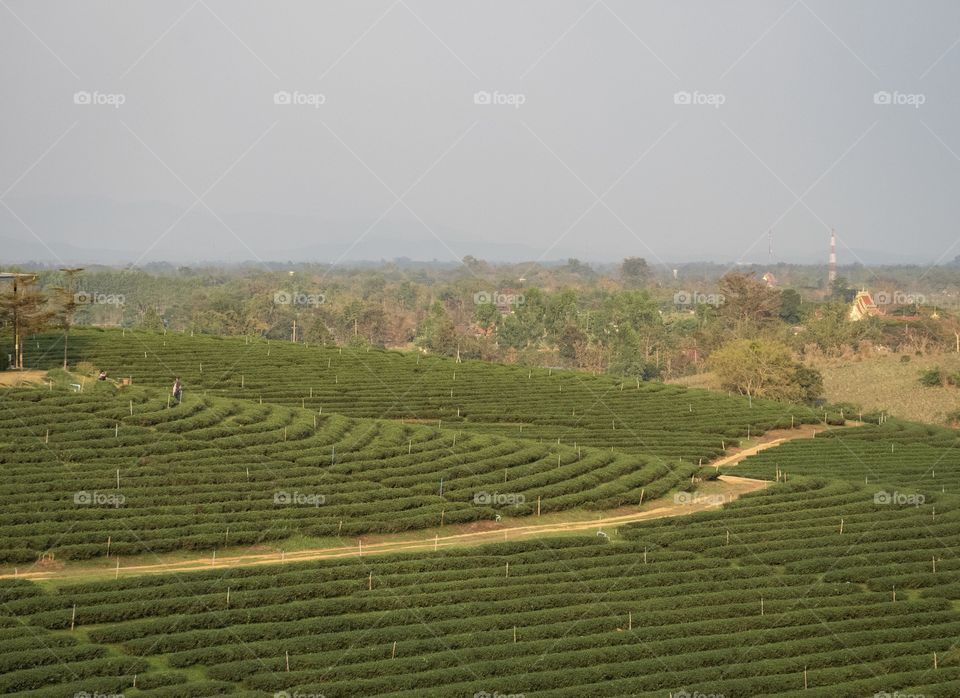 Chengrai/Thailand:February 16 2019-Chui Foung ,beautiful tea plantation 