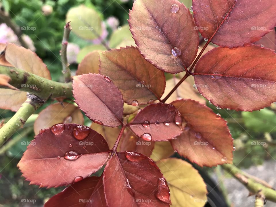Mood of autumn shown on the leaves of the rose.