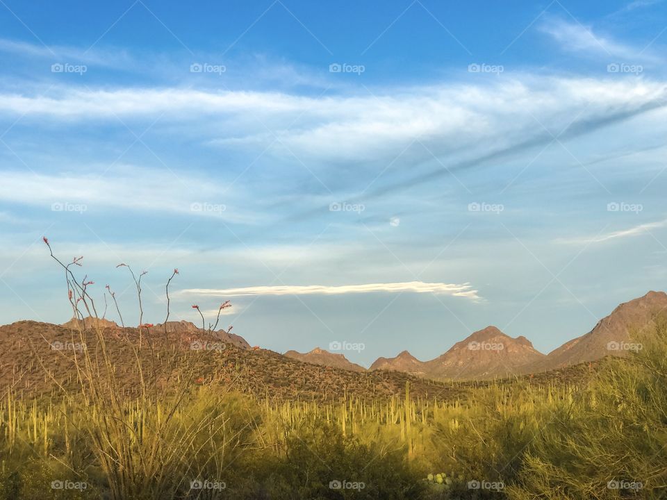 Nature - Desert Landscape 