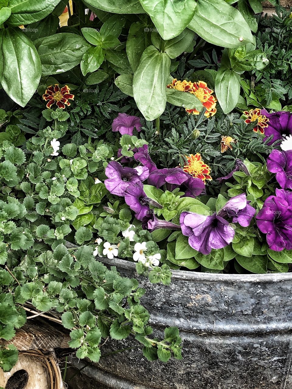 Galvanized tub flower planter blooming summer flowers orange marigolds purple petunias 