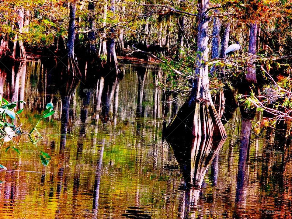 Cypress wetlands