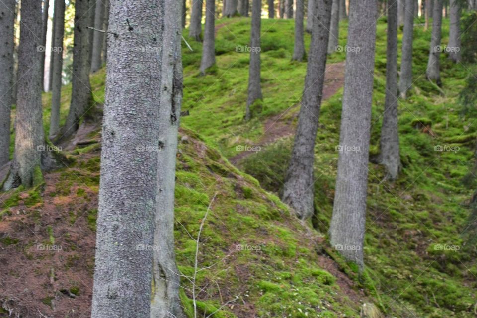 Forest trees, Getå, Kolmården, Sweden 