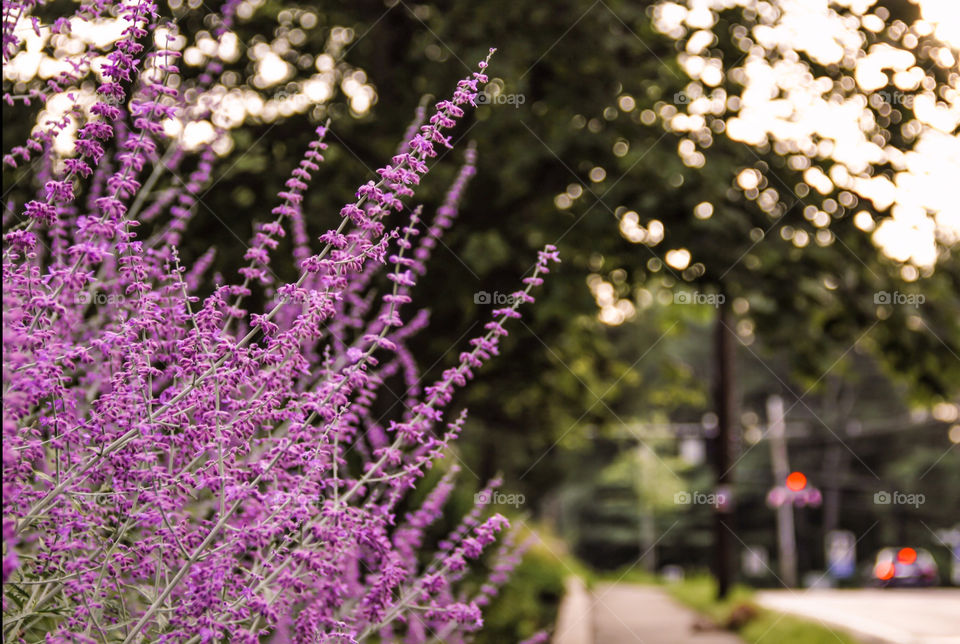 Ask a guy what a flower is. If it’s red, it’s a rose. If it’s purple, it’s a lavender. This probably isn’t. But I’m gonna call it a lavender anyways. 😂
Fine, I’m waiting on an elegant lady (or a flower-educated-guy) to let me know what this “lavender” is really called. smh. 