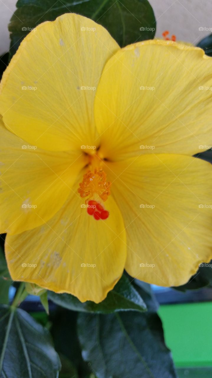 Close-up of beautiful yellow flower
