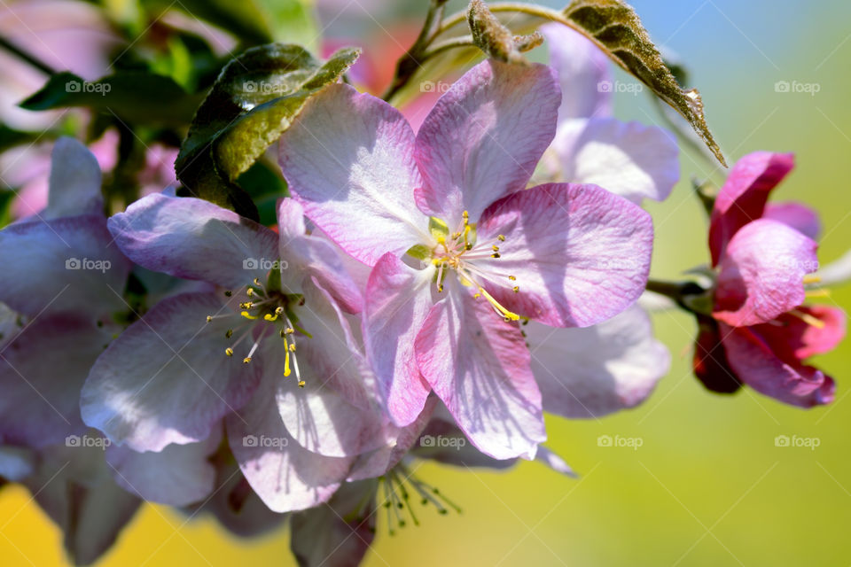 Extremely beautiful spring blossom