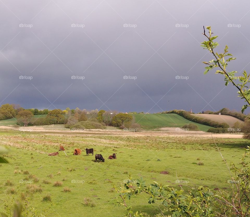 cow Rind Weide landschaft hügel tal berge Wiese Kuh regen Wetter wolken