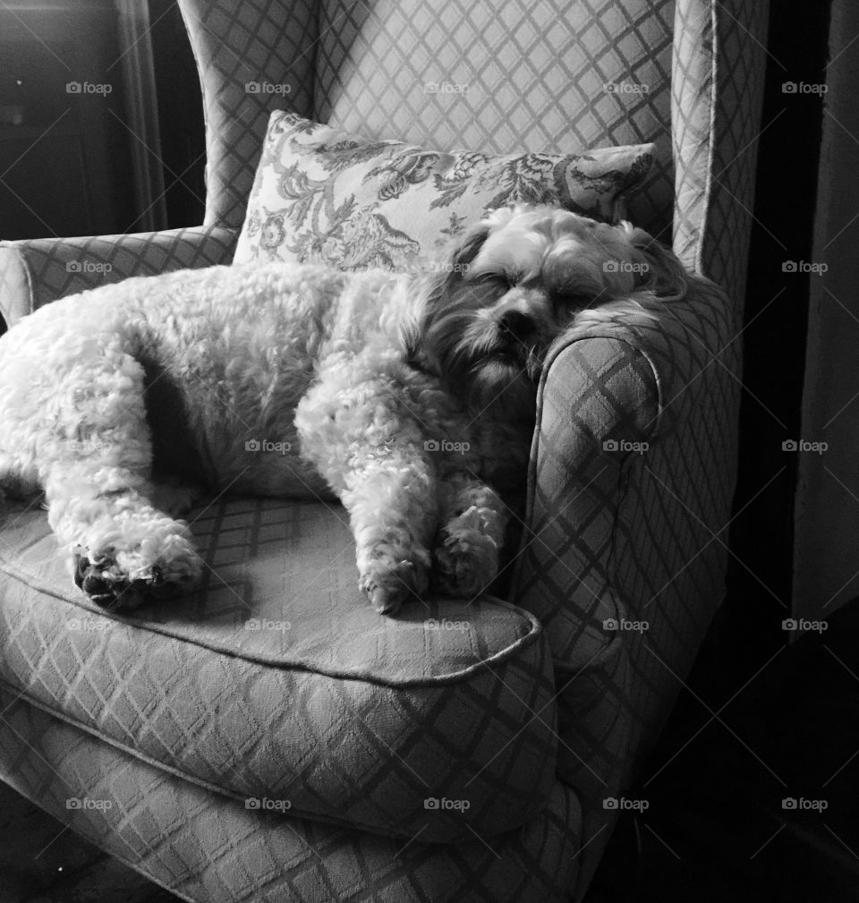 Snoozing through the afternoon