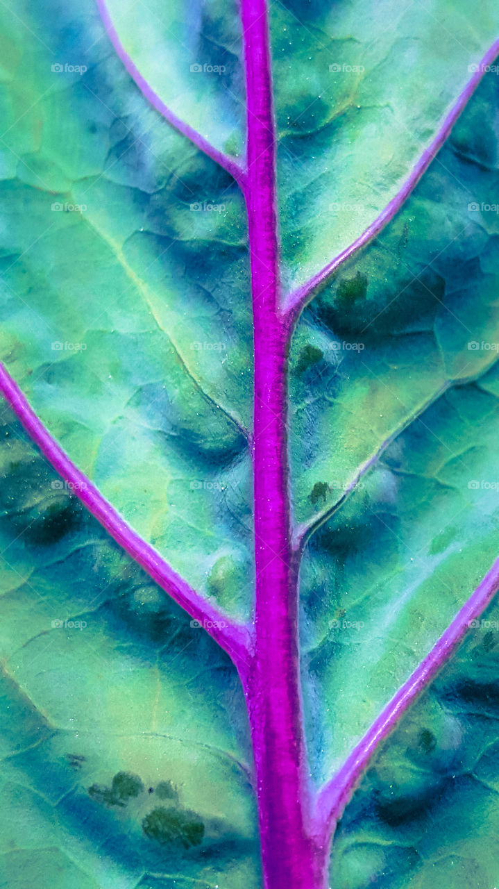 Leaf Detail