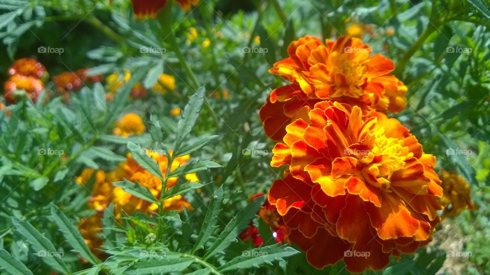 Orange Flower