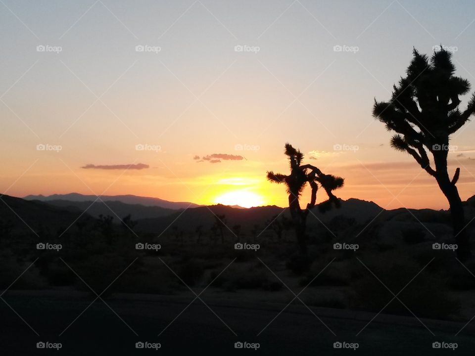 sunset at joshua tree