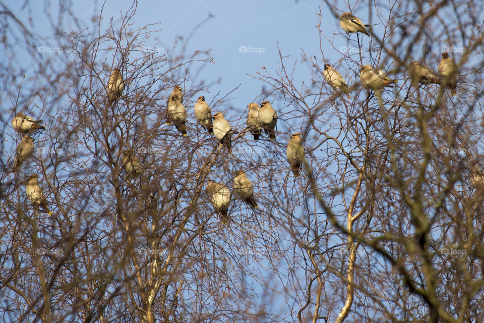A flock of waxwings in tree - flock sidensvansar i träd