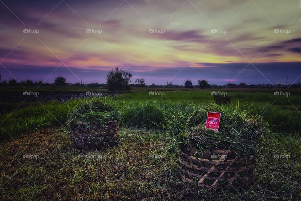 landscape - grass and sunset