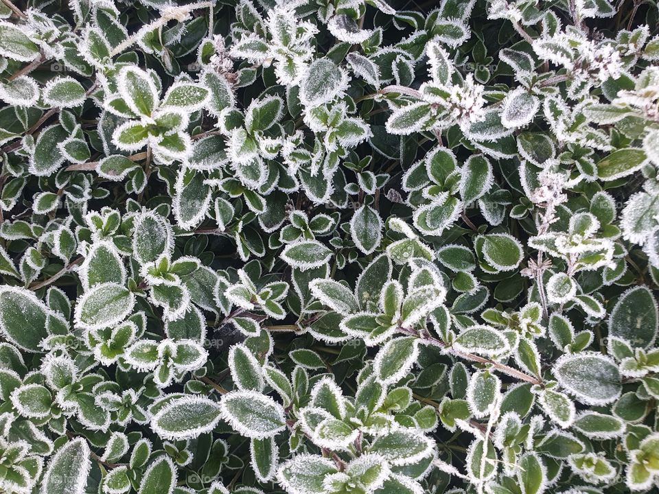 Plants covered in hoarfrost in autumn