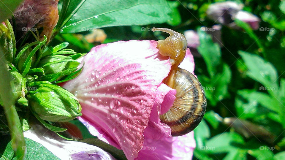 Snail eating flower pink hibiscus