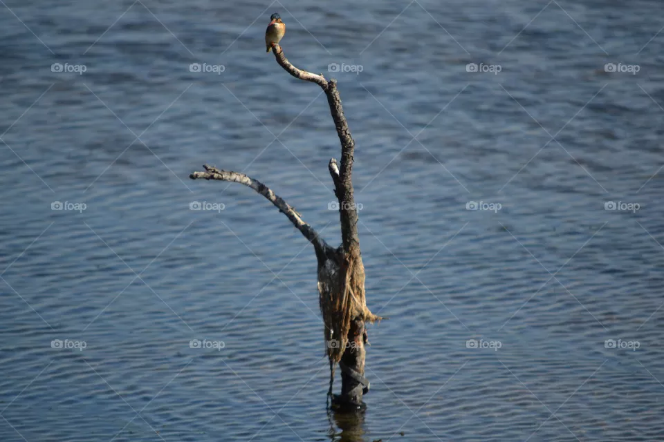 king fisher