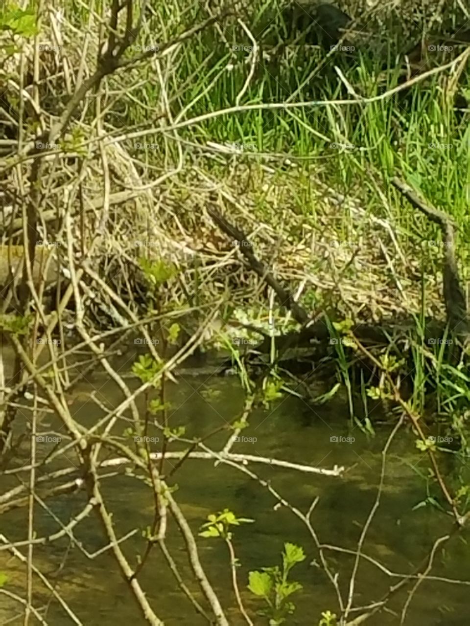 Nature, Water, Flora, Outdoors, Grass