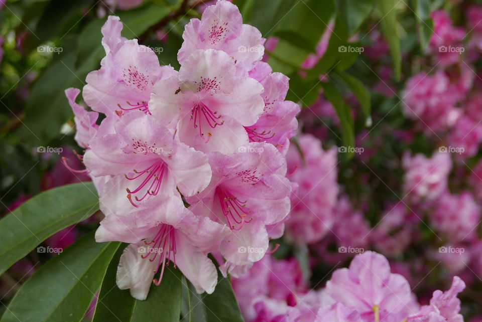 Flowers during springtime