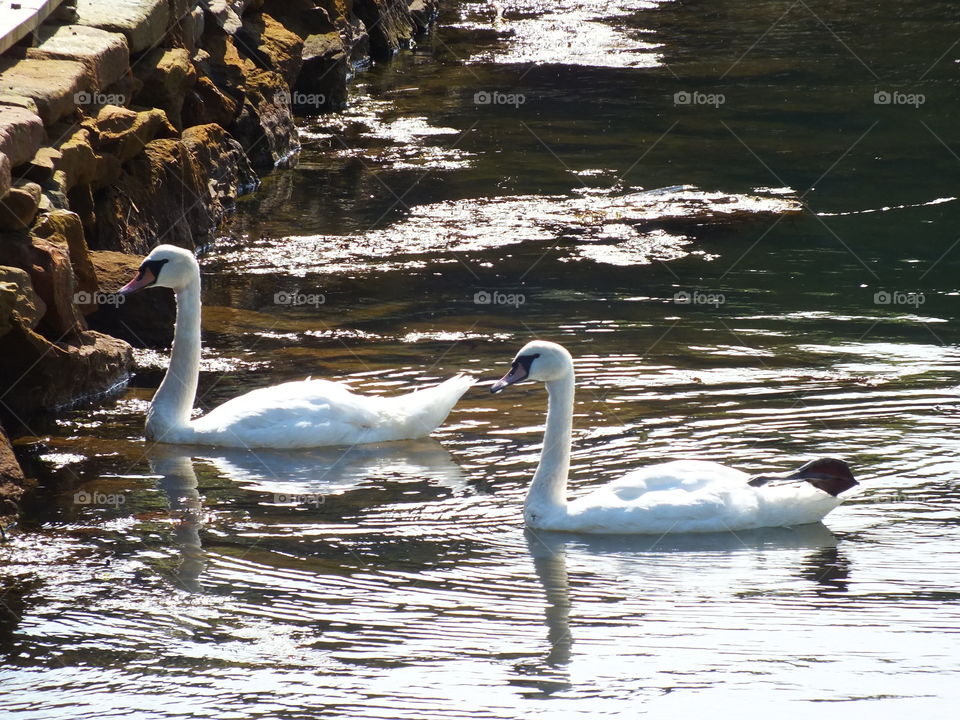 Swans