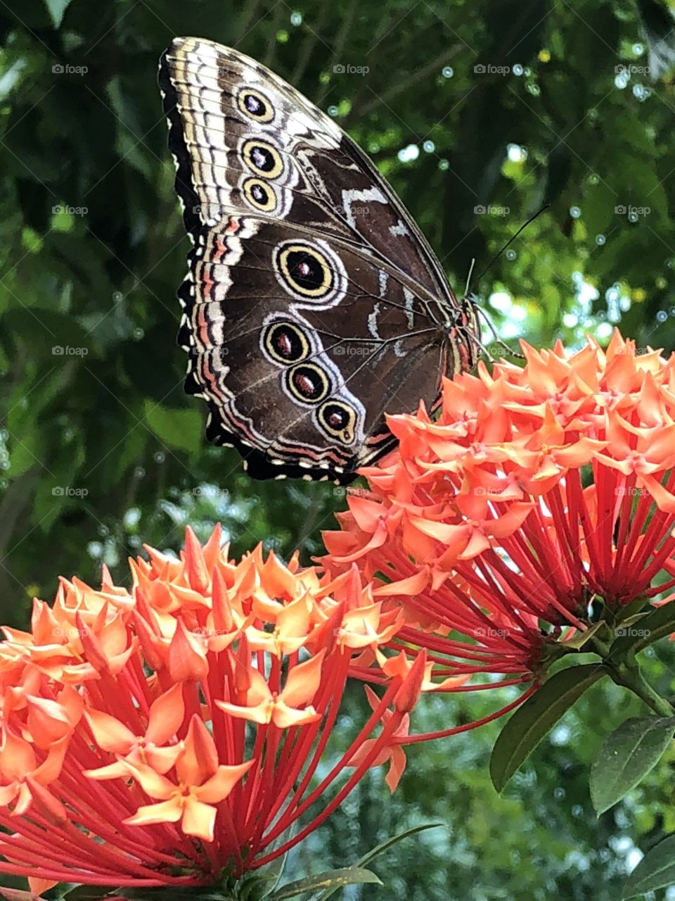 A butterfly just coming to rest from the inside of Key West’s Butterfly Conservatory! 