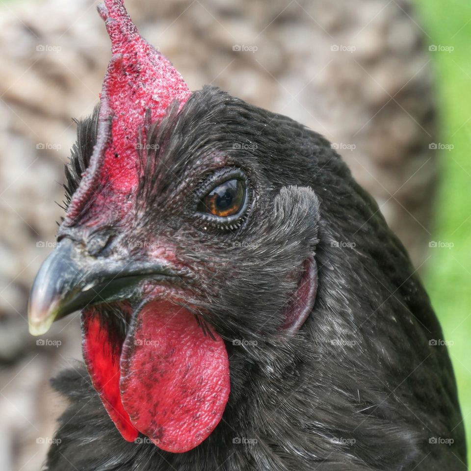 Head of a black Janzé chicken