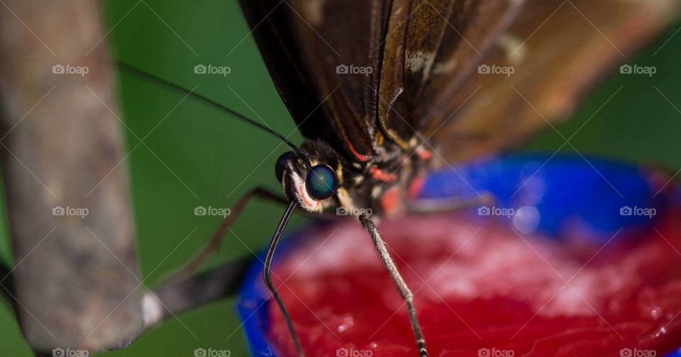 Butterfly close-up Macro