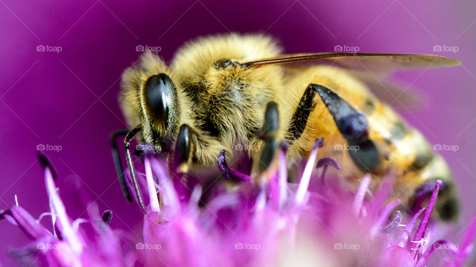 Bee work . Macro 