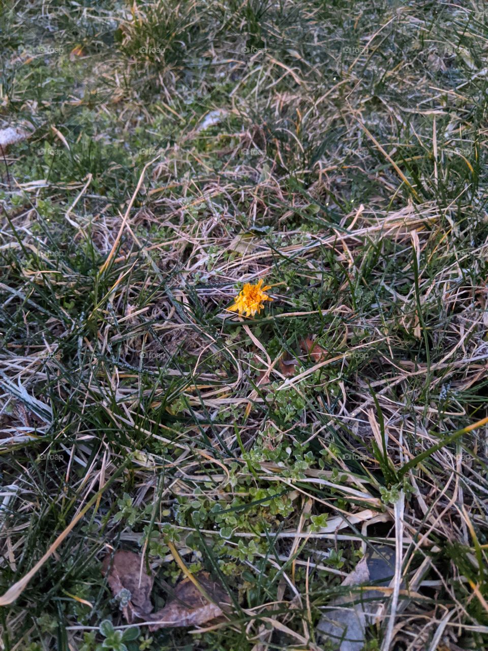 Lone flower covered in frost