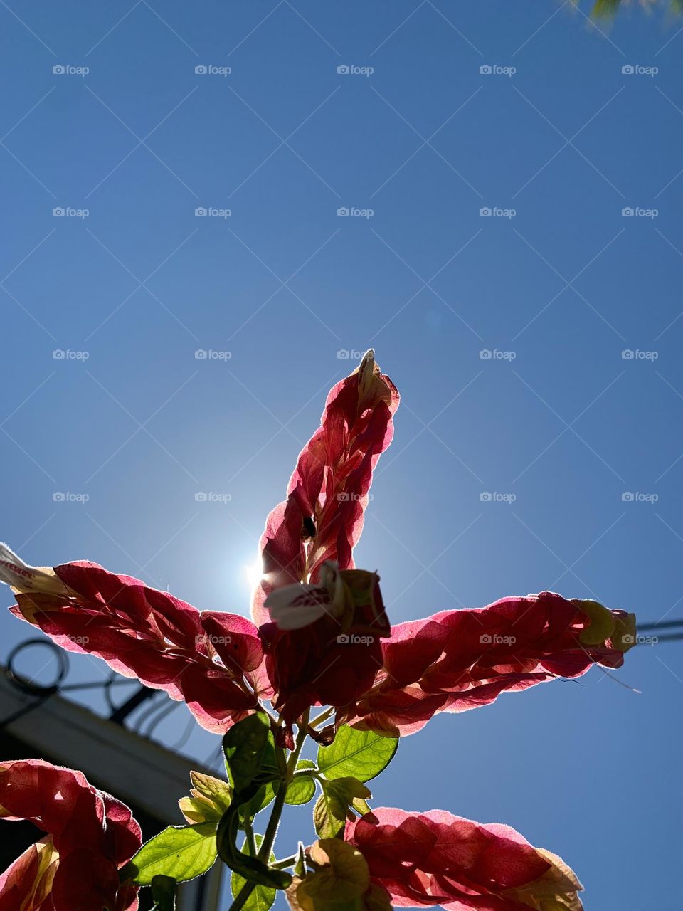 Three Flowers Fingers Under The Sun 