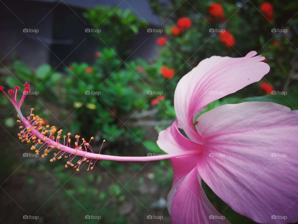 hibiscuses roja-sinensis