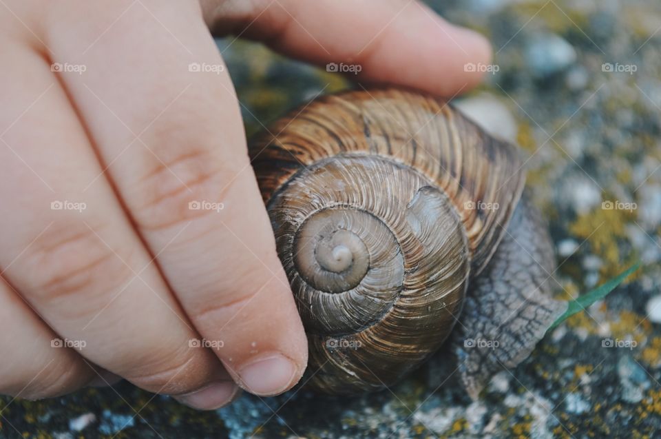 Person's hand holding snail