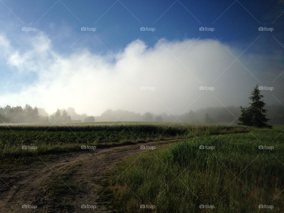 Landscape, No Person, Tree, Sky, Nature