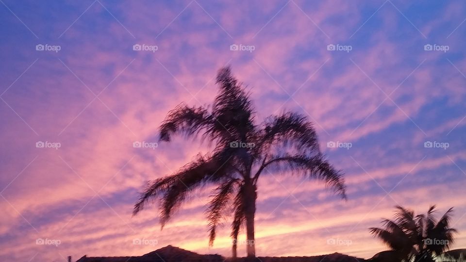 Sun Setting Palm Tree