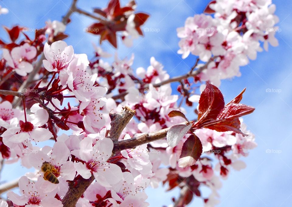 First sign of spring on a cherry blossom tree with a bee on it