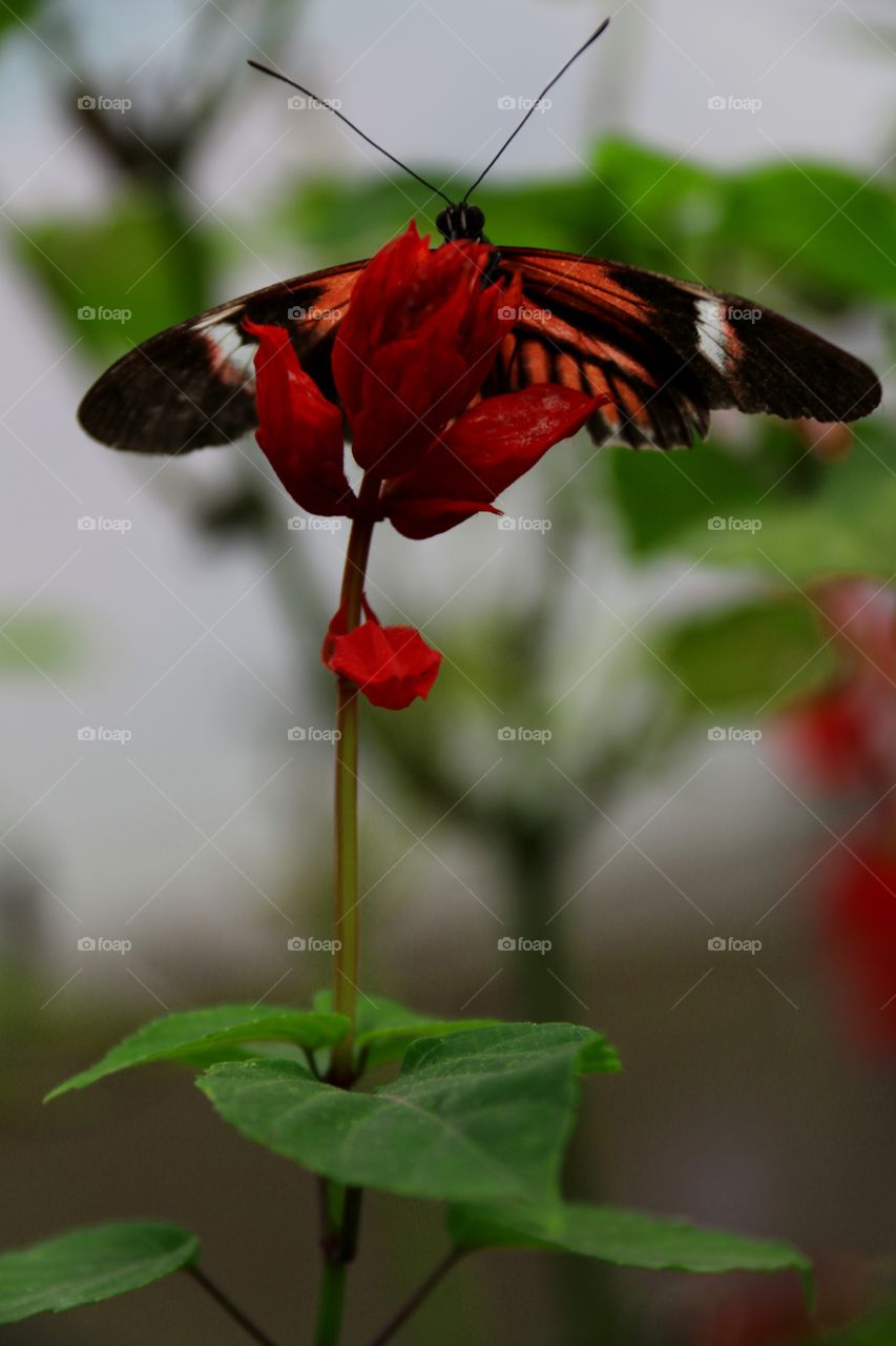 A black and red butterfly with its wings extended blurred background macro close-up