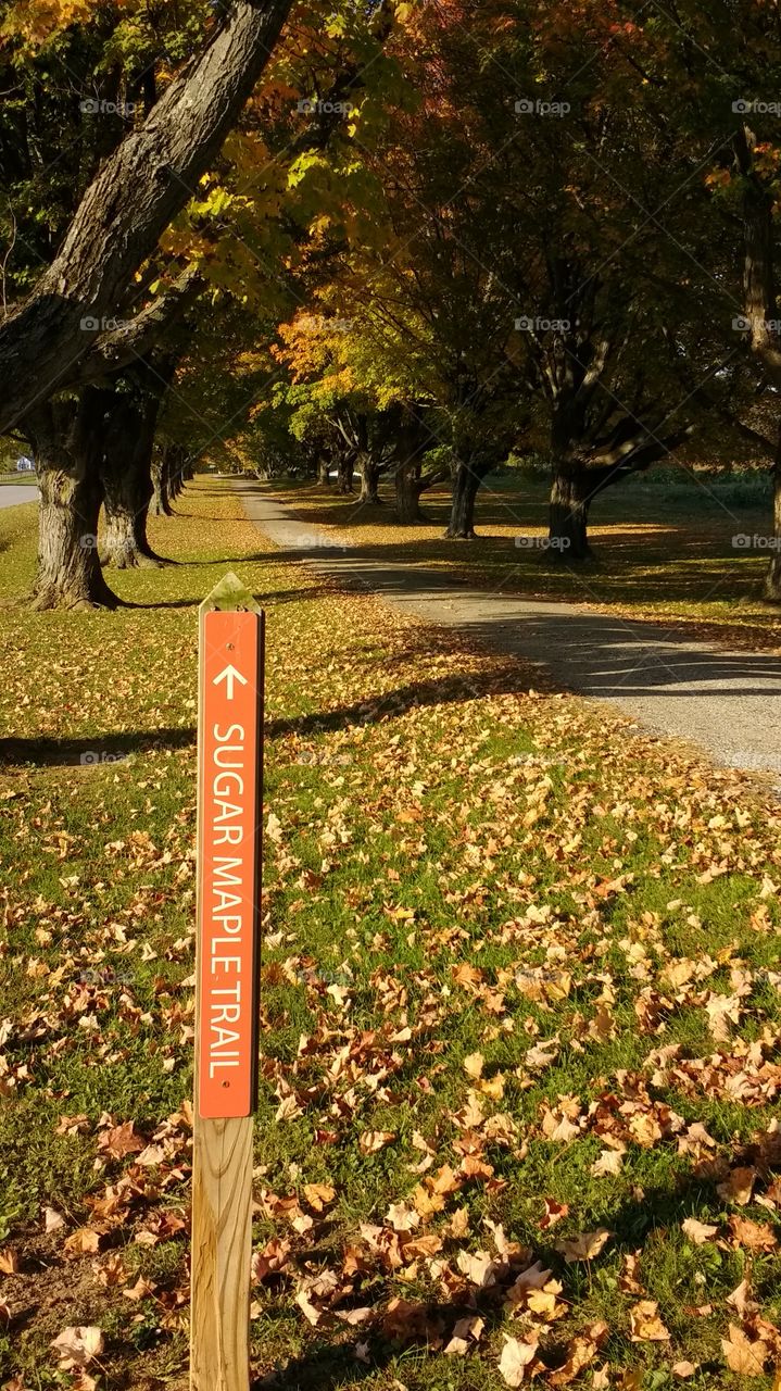 Calming Fall Colors. Beautiful tree lined path.