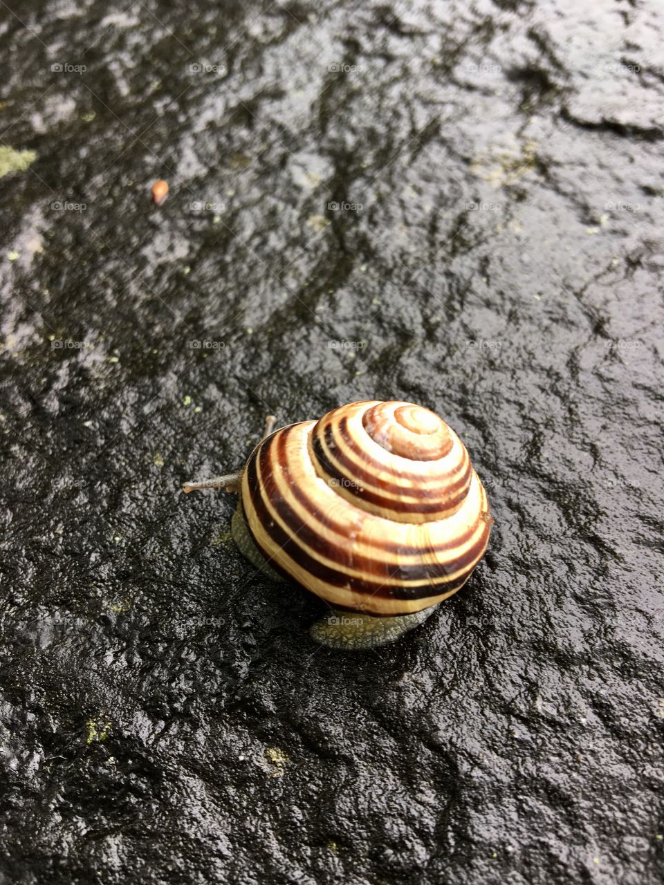 Escargot