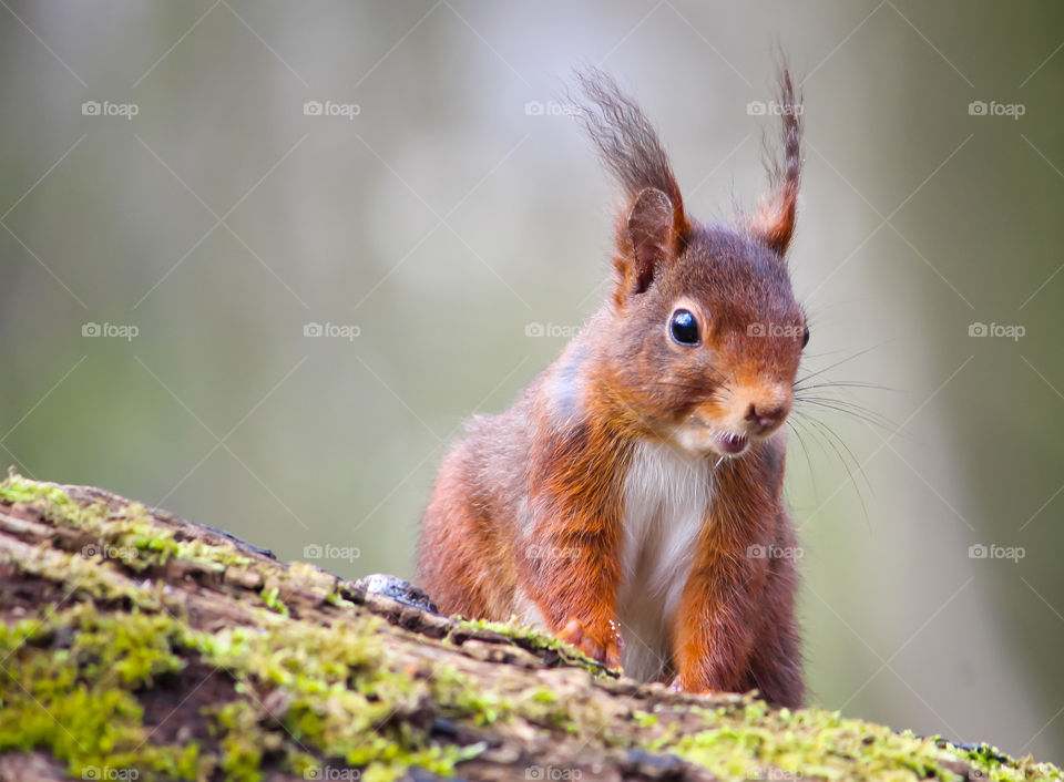 Squirrel portrait!