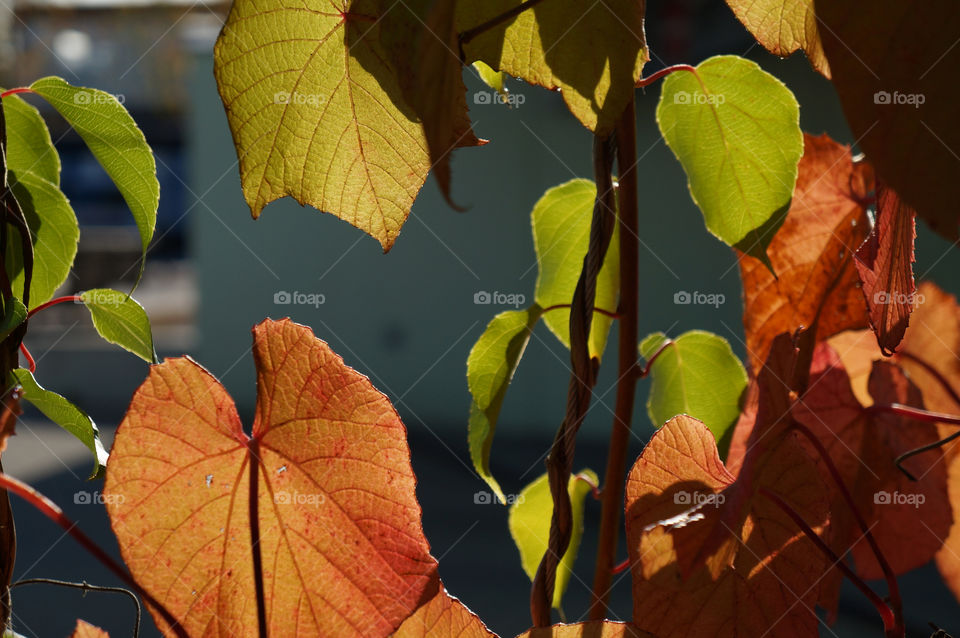 green italy red colors by lexlebeur