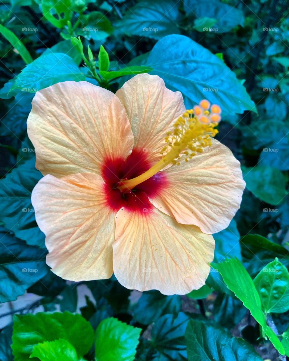 🌹 🇺🇸 Very beautiful flowers to brighten our day.  Live nature and its beauty. Did you like the delicate petals? / 🇧🇷 Flores muito bonitas para alegrar nosso dia. Viva a natureza e sua beleza. Gostaram das pétalas delicadas? 