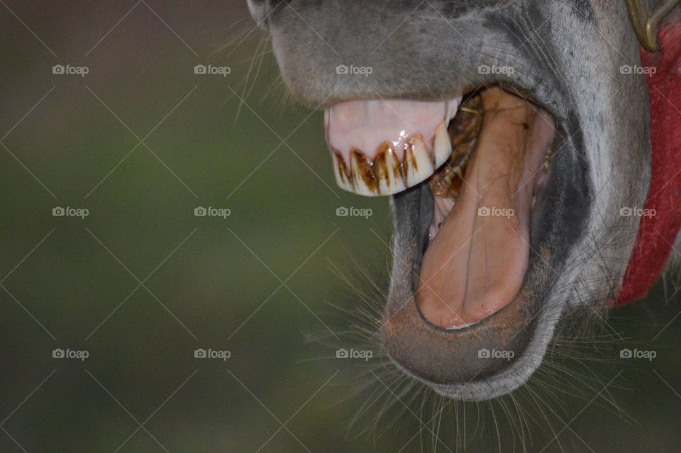 Closeup of a donkey braying. 