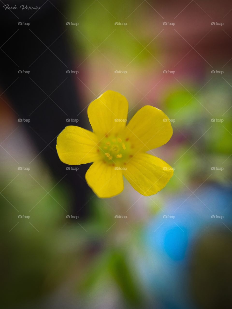 little yellow flower