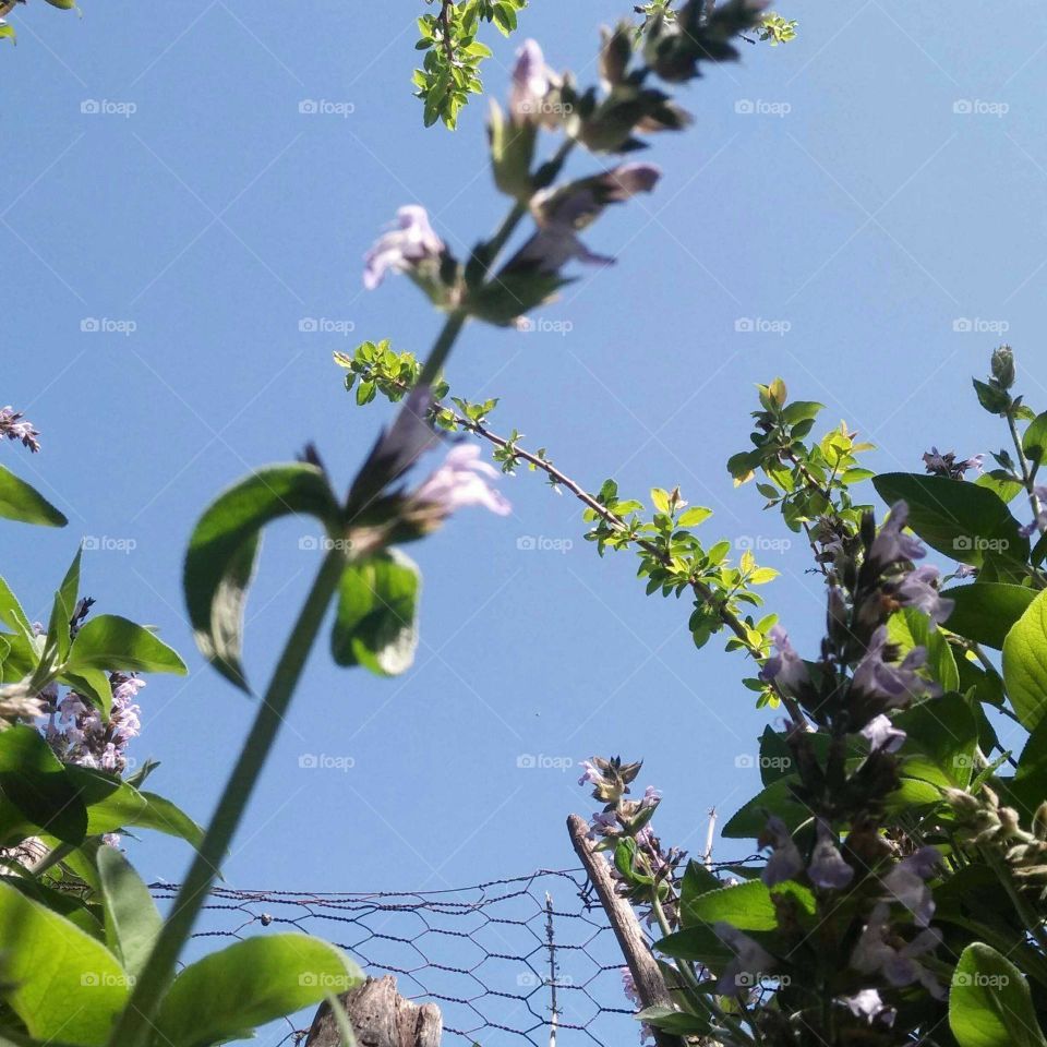 Beautiful pink flowers embracing clear sky.